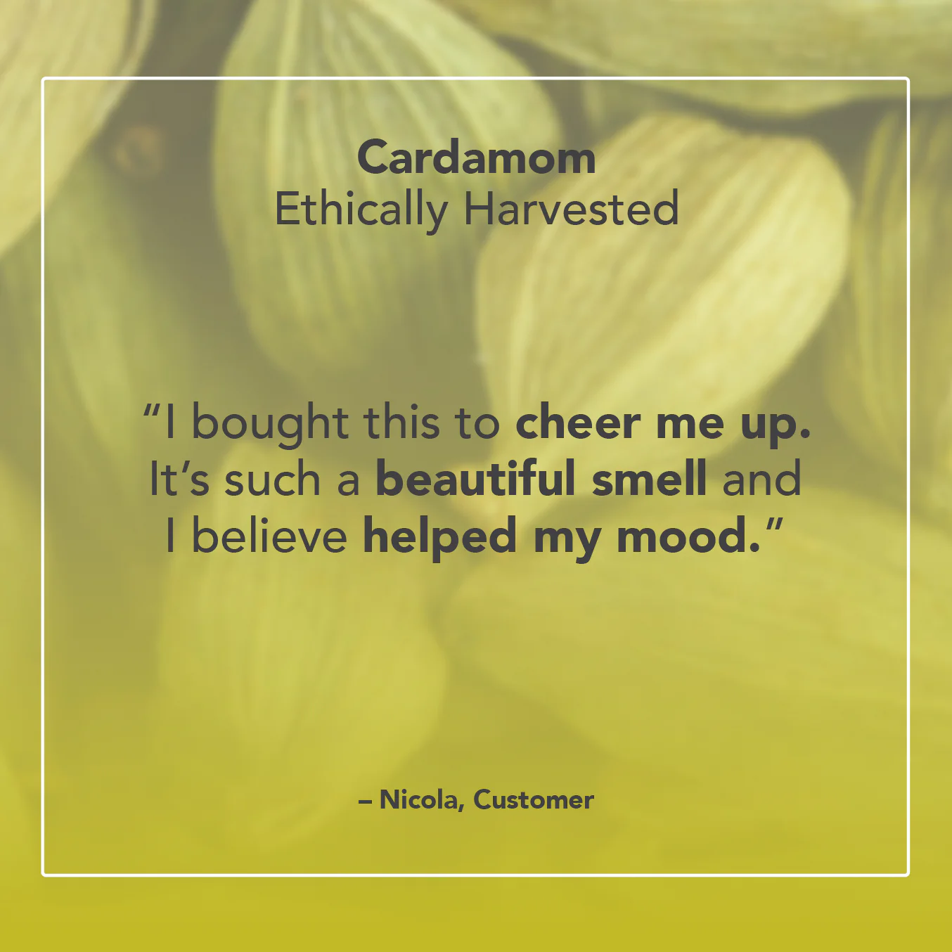 Cardamom Essential Oil - Image 5