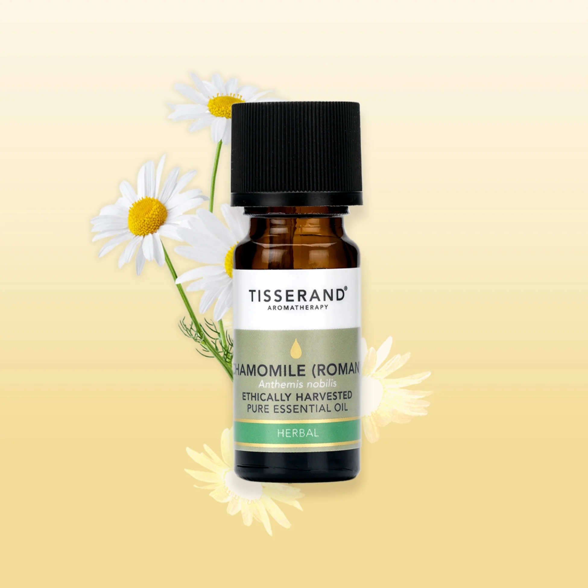 Chamomile Roman Essential Oil - Image 2