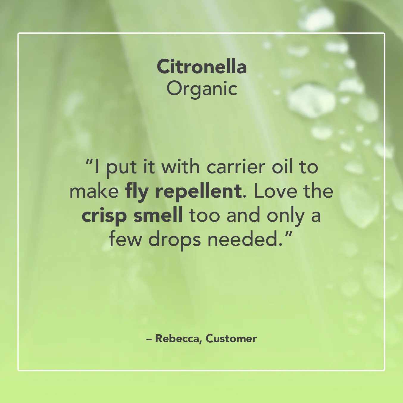 Citronella Essential Oil - Image 5