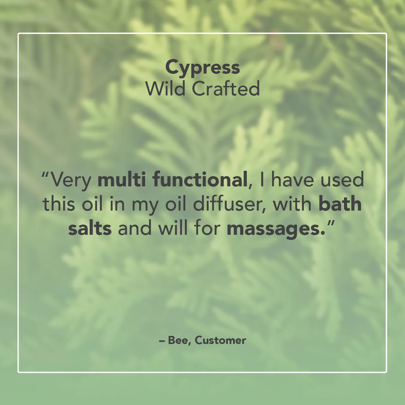 Cypress Essential Oil - Image 5
