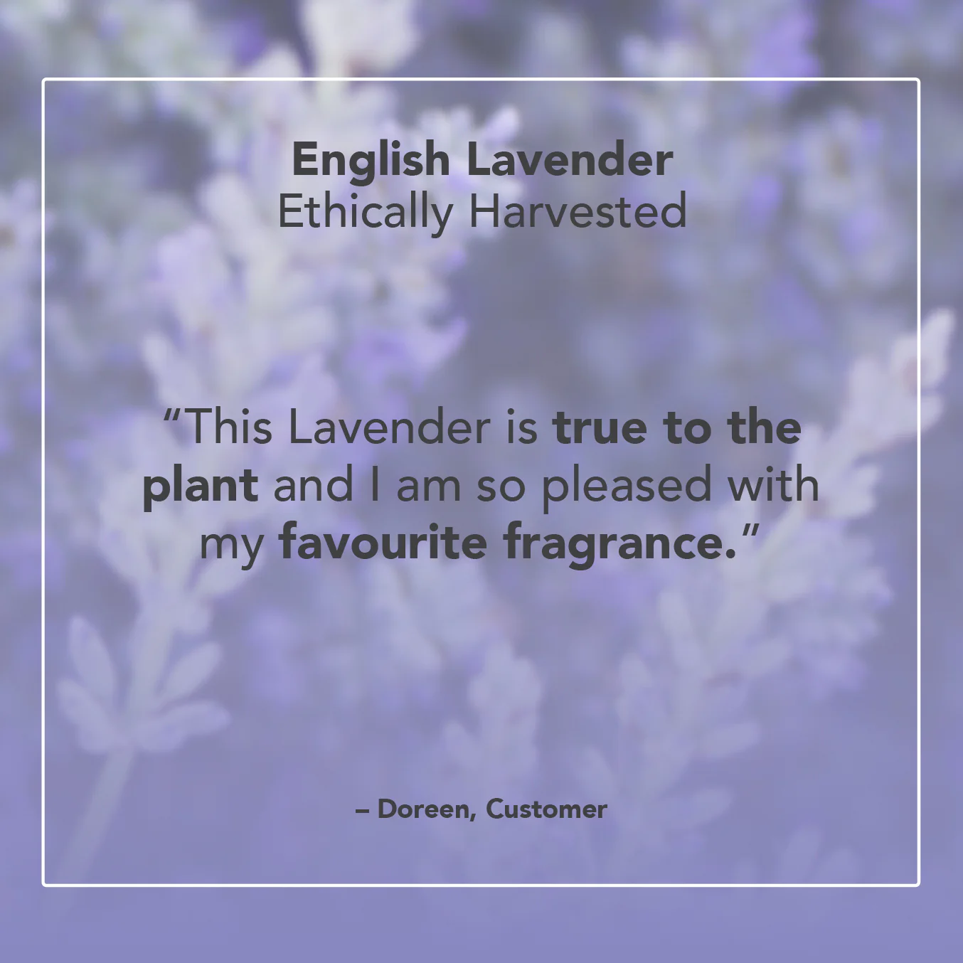 English Lavender Essential Oil - Image 5