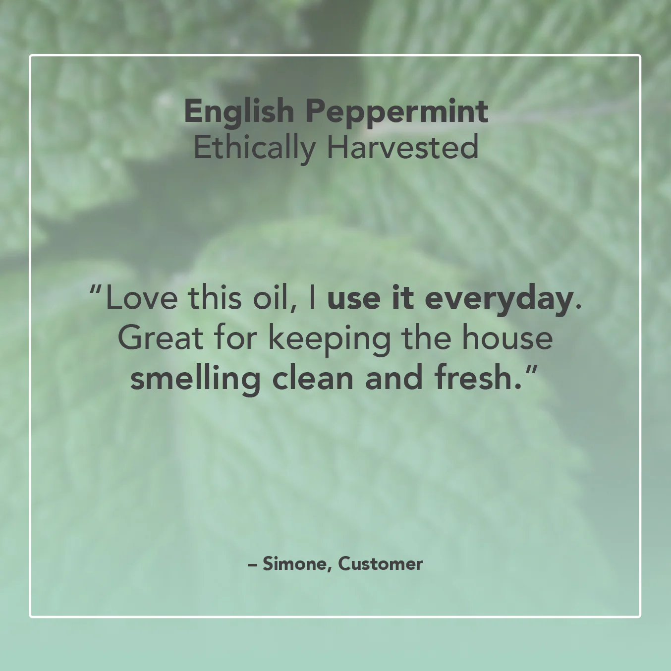 English Peppermint Essential Oil - Image 5