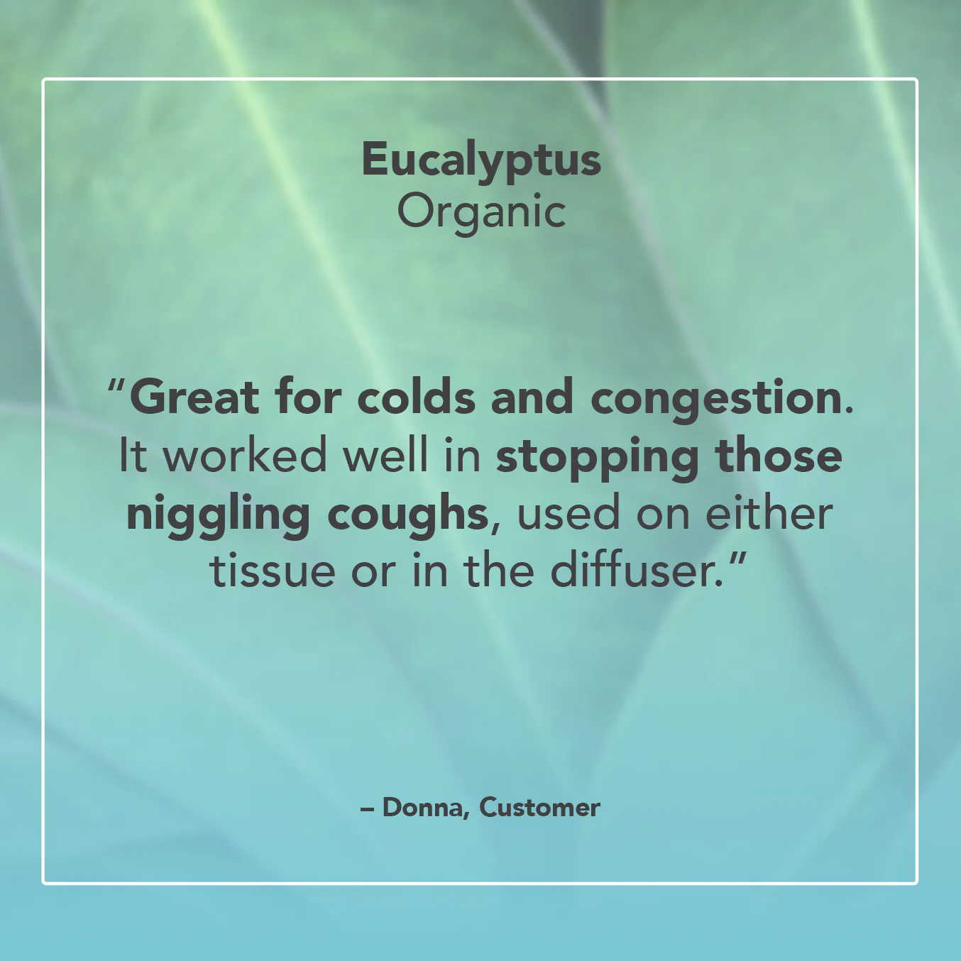 Eucalyptus Organic Essential Oil - Image 6