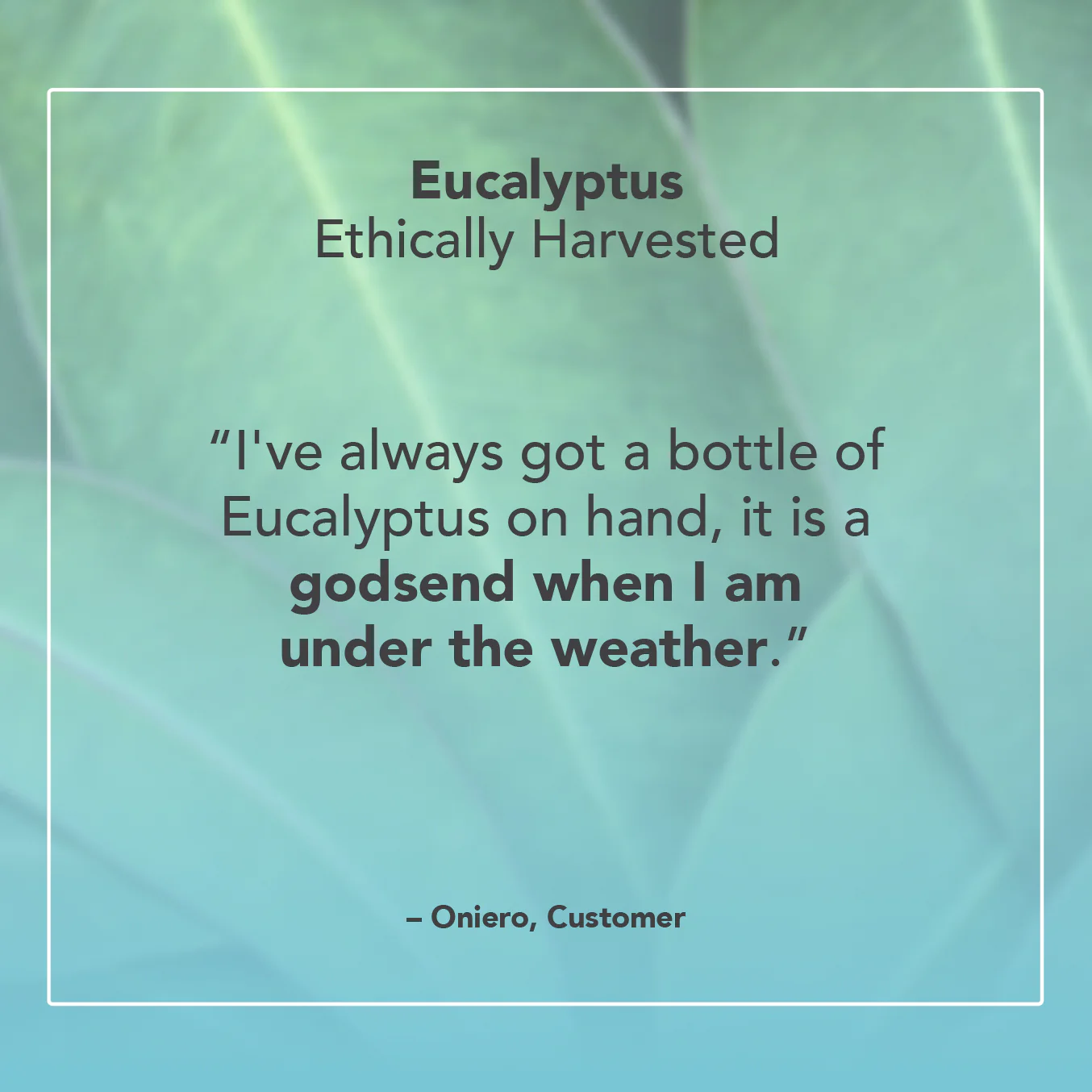 Eucalyptus Ethically Harvested Essential Oil - Image 5
