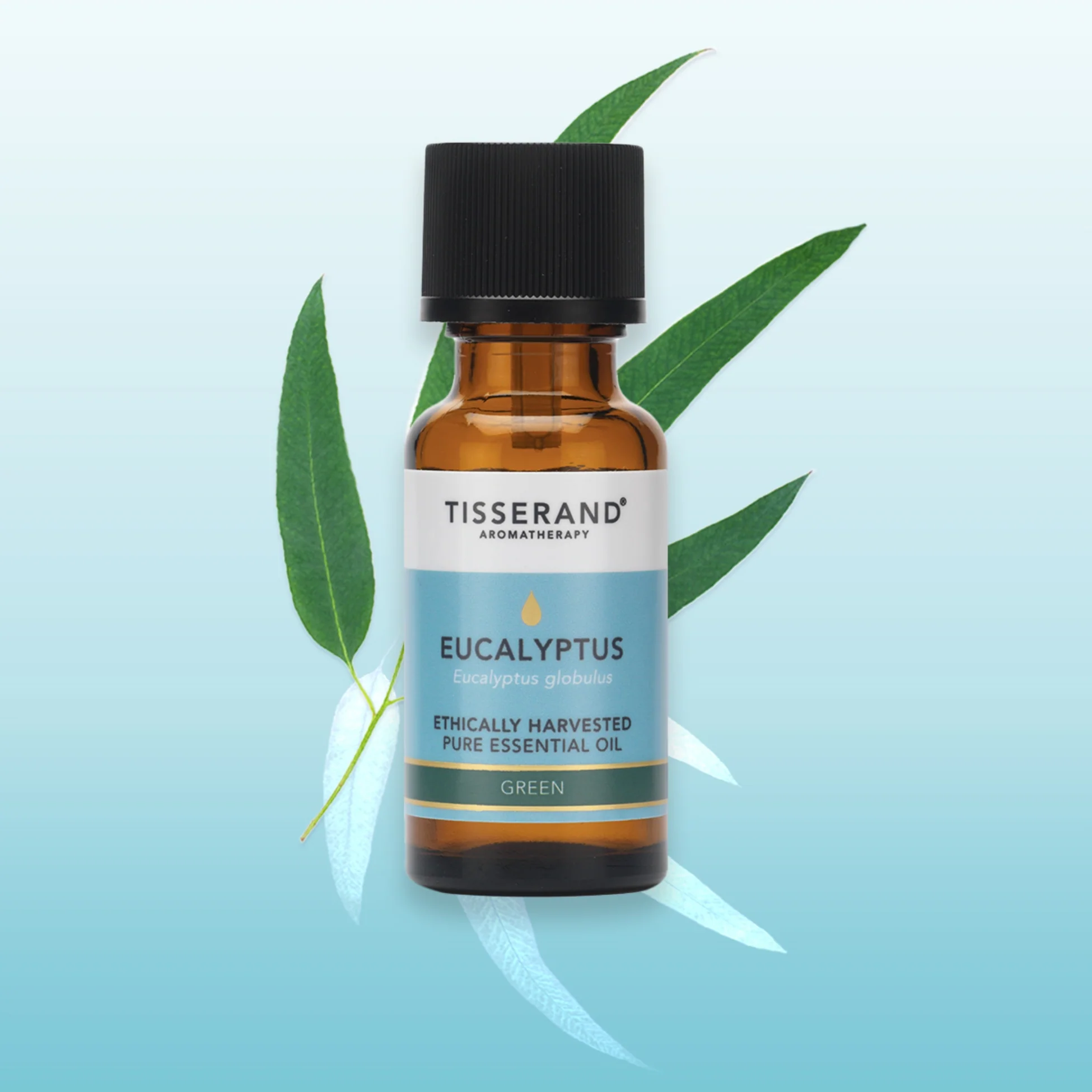 Eucalyptus Ethically Harvested Essential Oil - Image 9