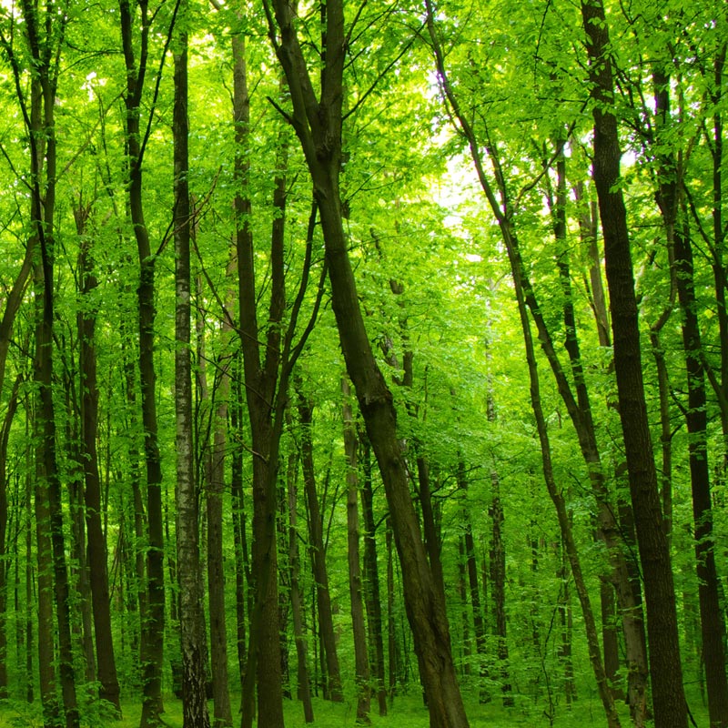 06: Heavenly Forest Stream