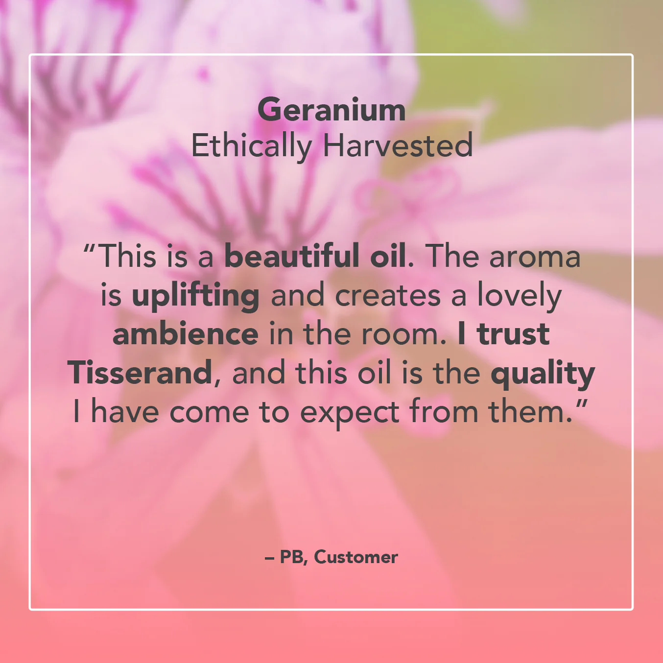 Geranium Essential Oil - Image 5