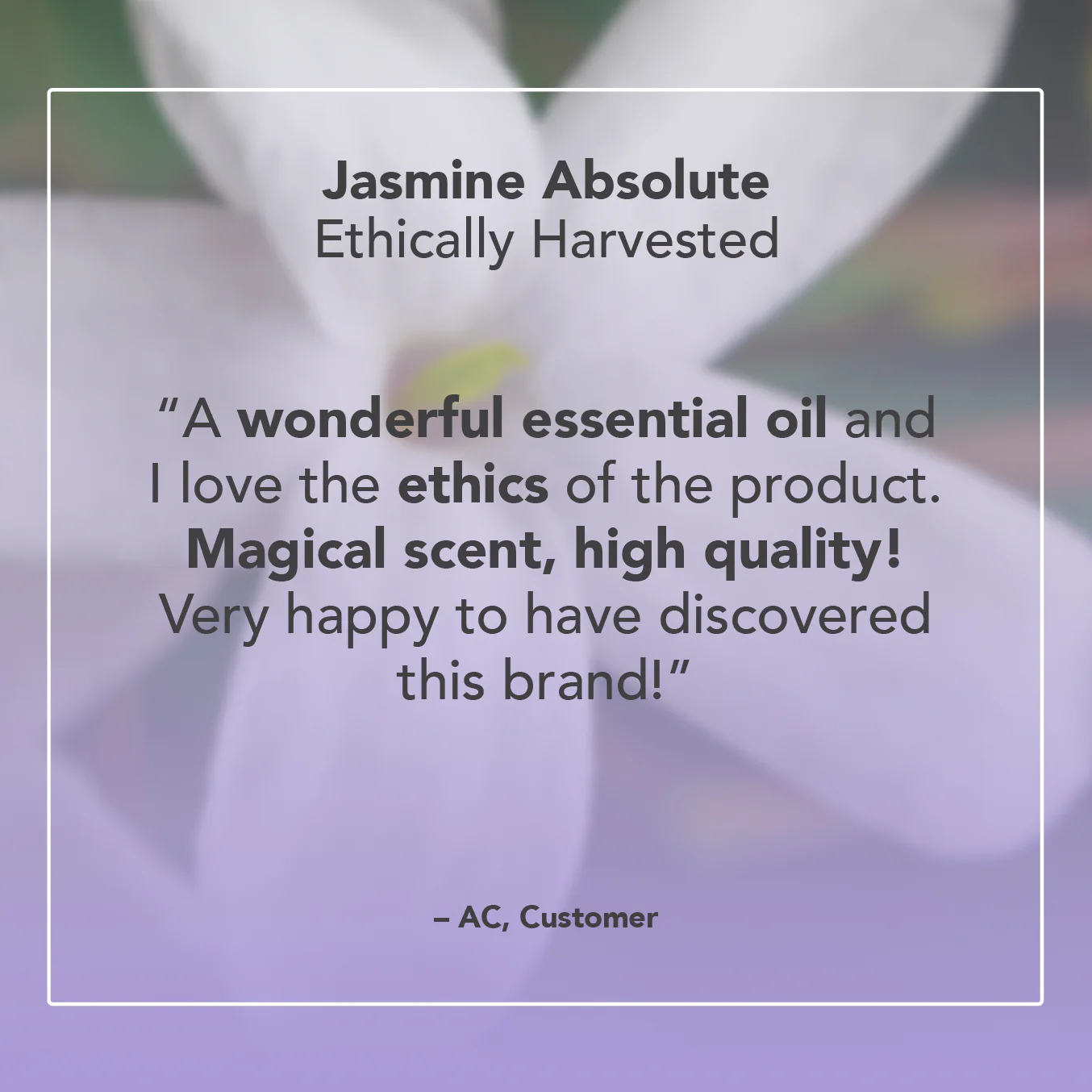 Jasmine Absolute Oil - Image 5