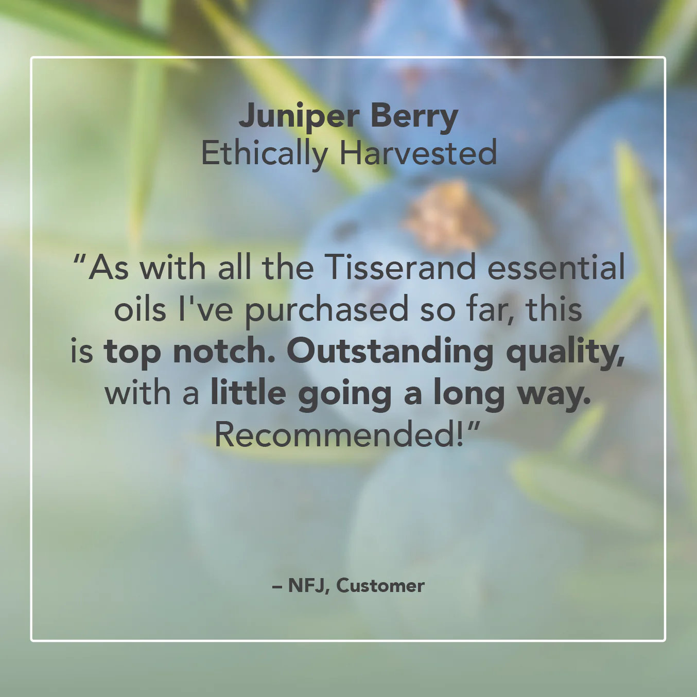 Juniper Berry Essential Oil - Image 5