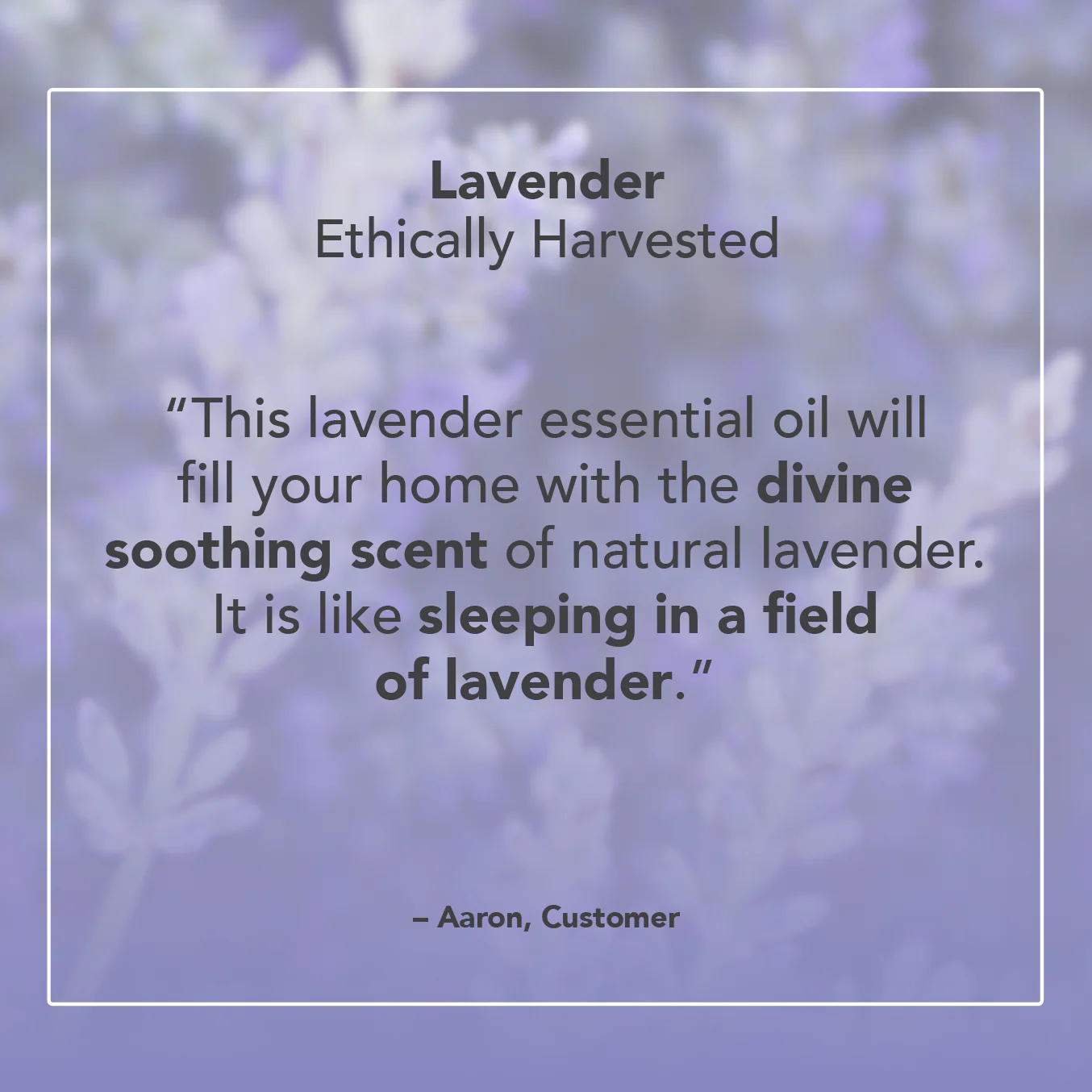 Lavender Ethically Harvested - Image 5