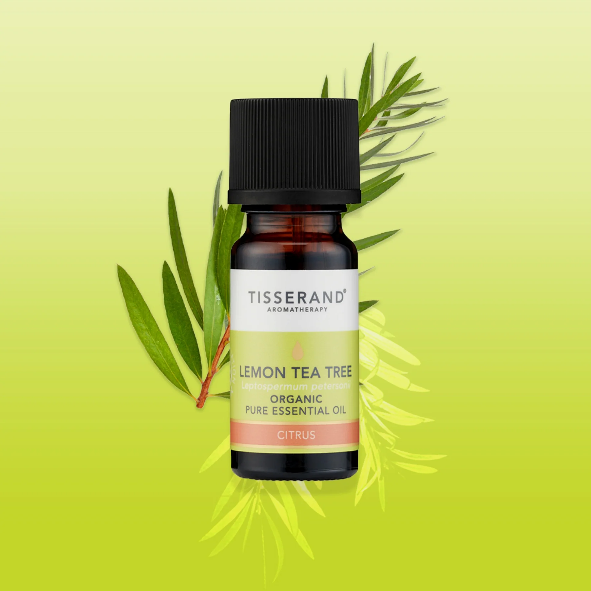 Lemon Tea Tree Essential Oil - Image 2