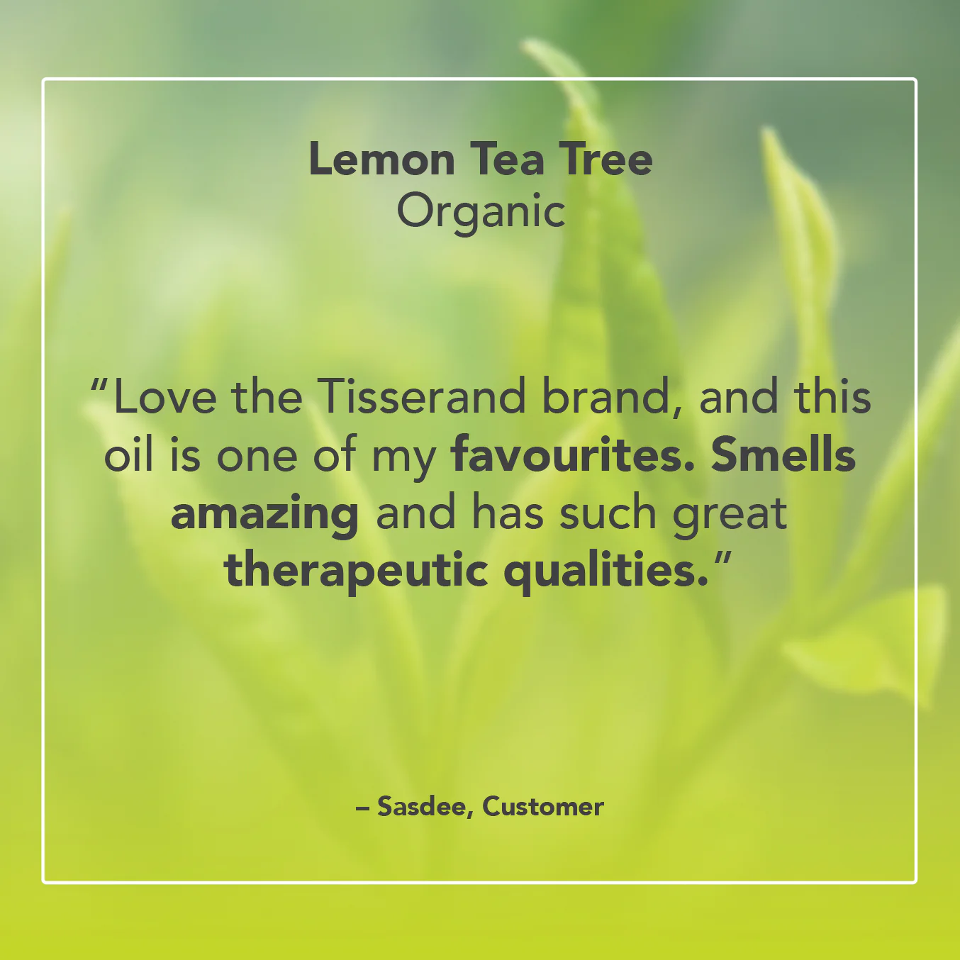 Lemon Tea Tree Essential Oil - Image 6