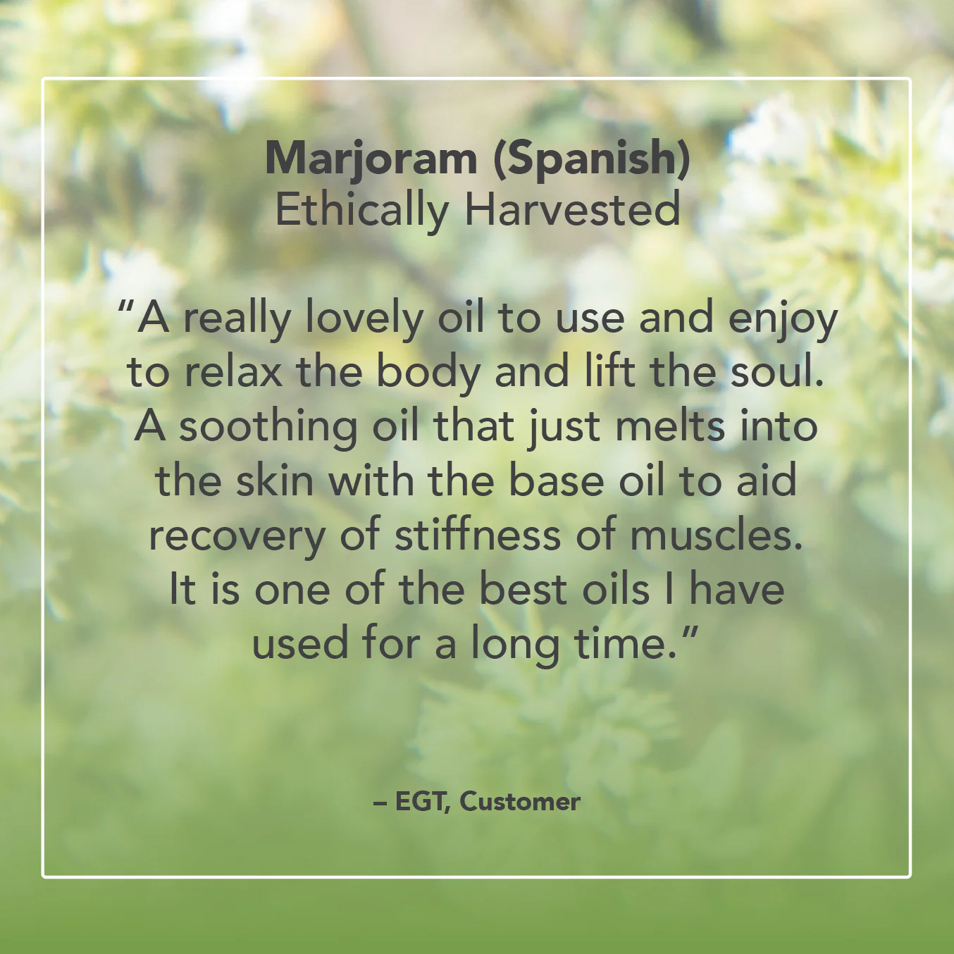 Marjoram Spanish Essential Oil - Image 5