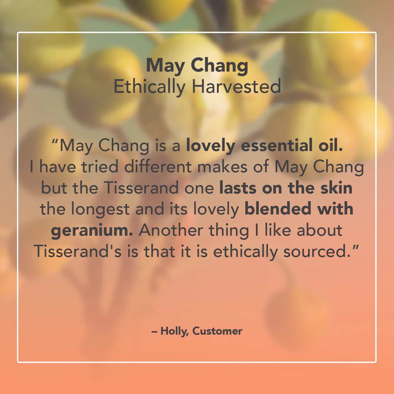 May Chang Essential Oil - Image 5