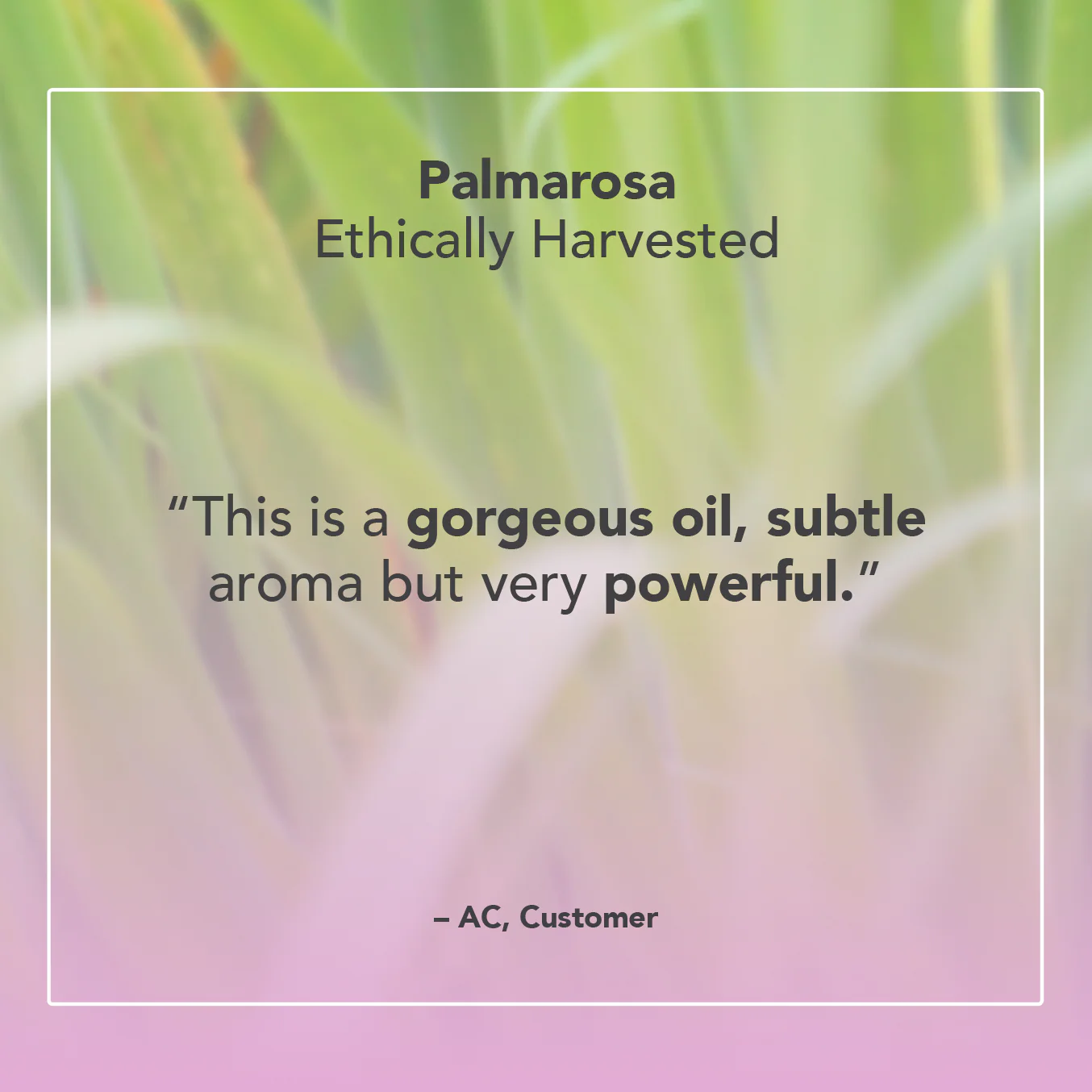 Palmarosa Essential Oil - Image 5