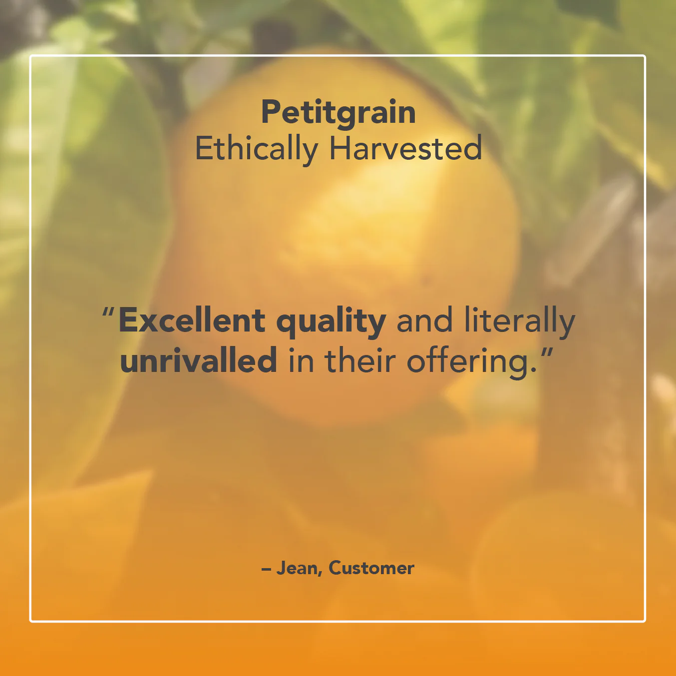 Petitgrain Essential Oil - Image 5