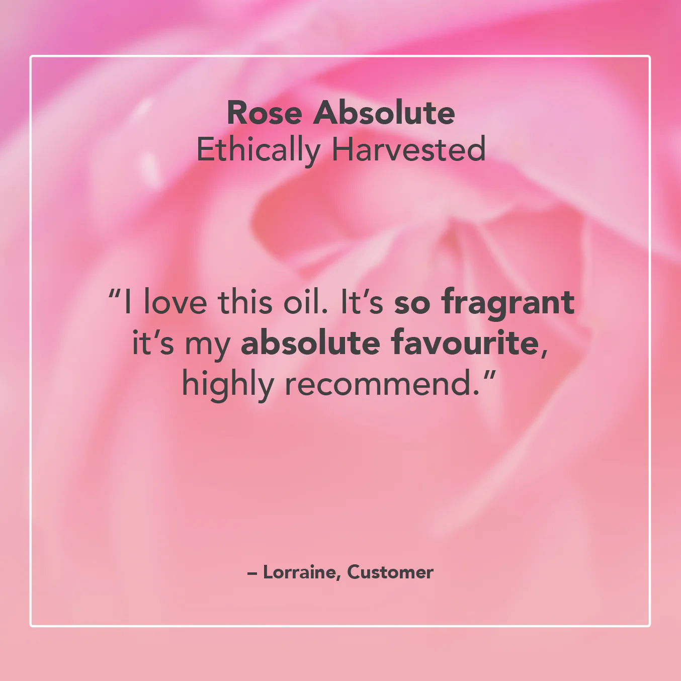 Rose Absolute Oil - Image 5