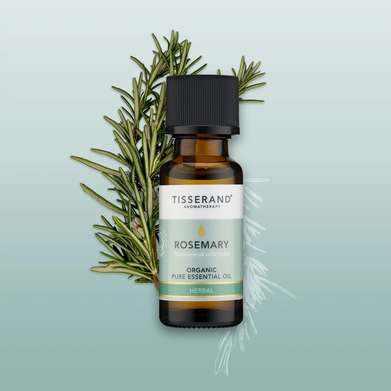 Rosemary Organic Essential Oil - Image 12