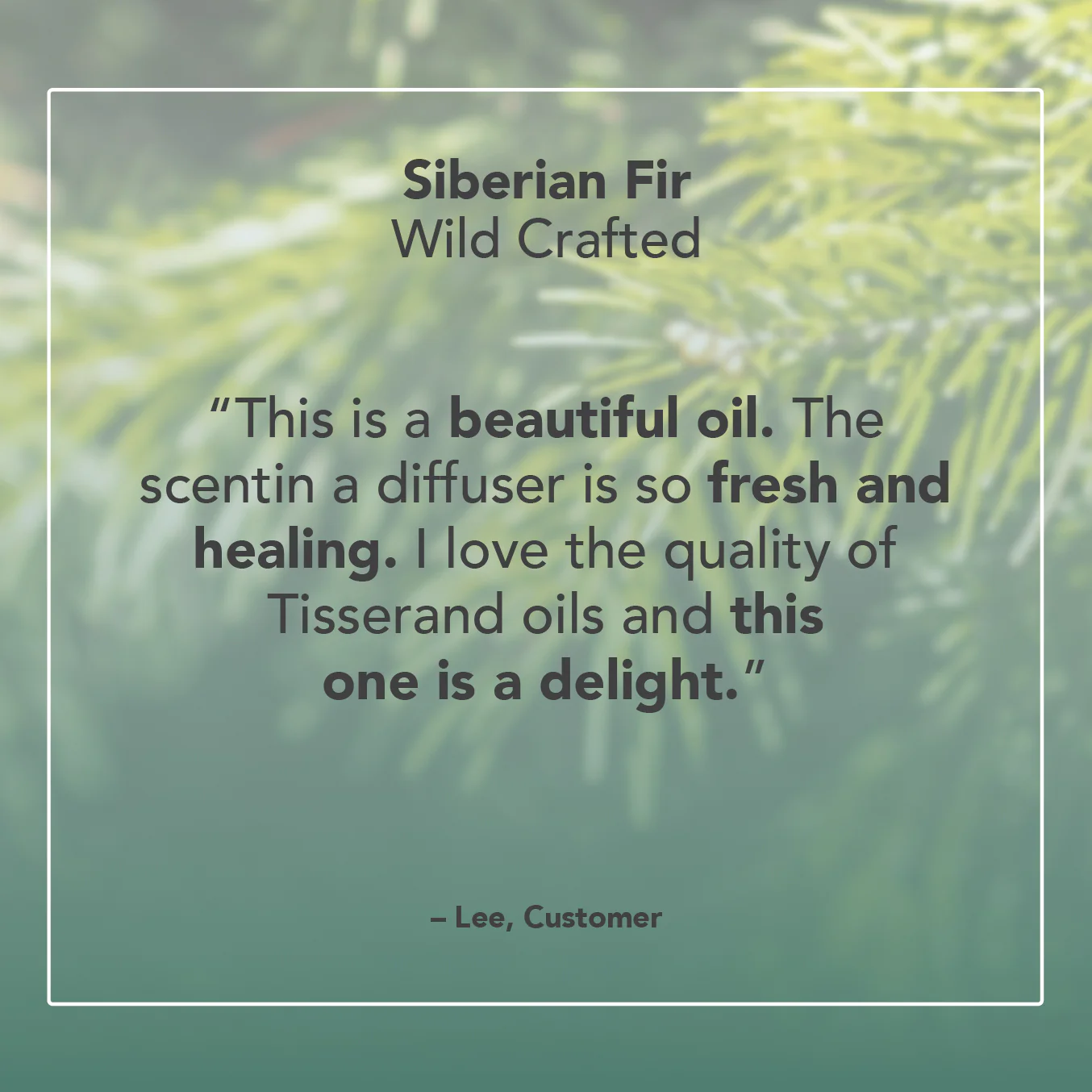 Siberian Fir Essential Oil - Image 5