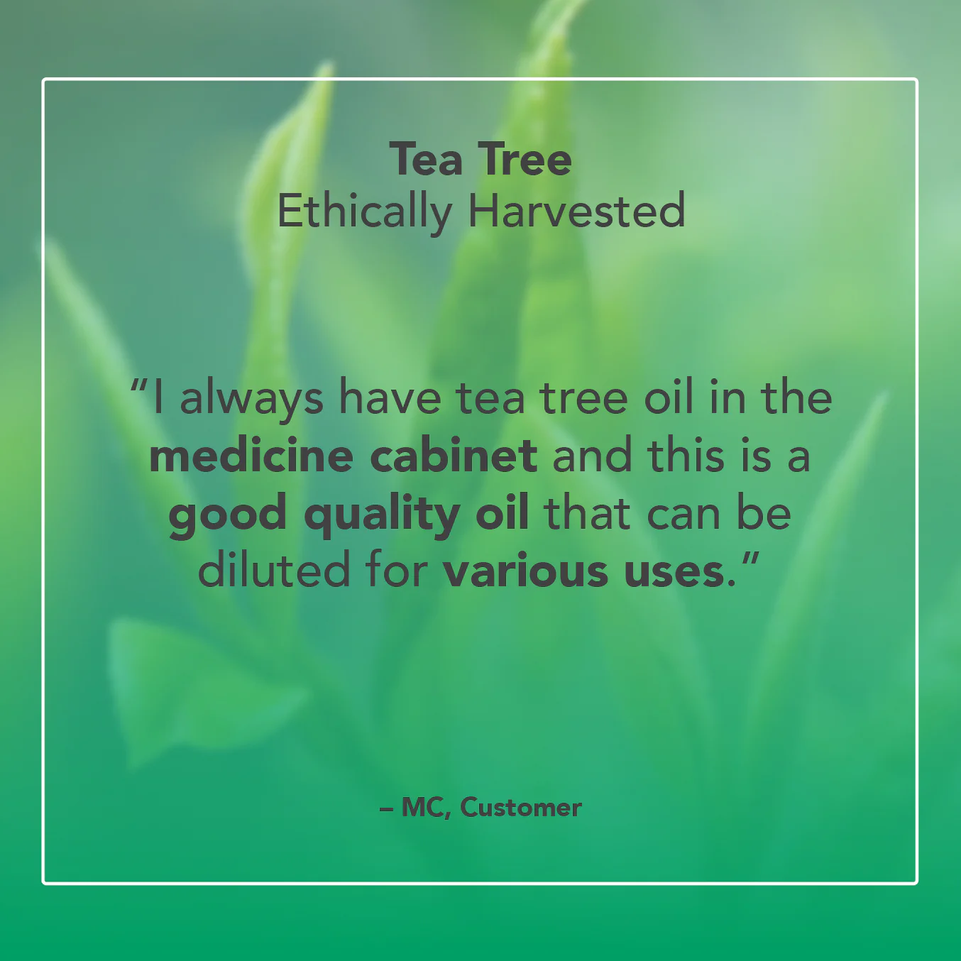 Tea Tree Organic Essential Oil - Image 5