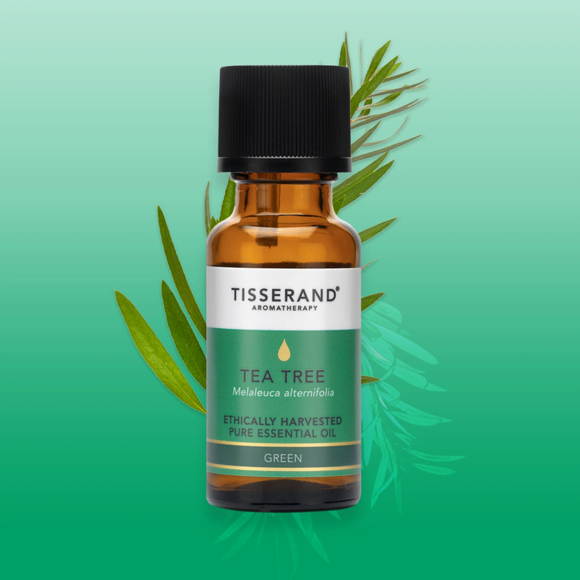 Tea Tree Ethically Harvested Essential Oil - Image 9