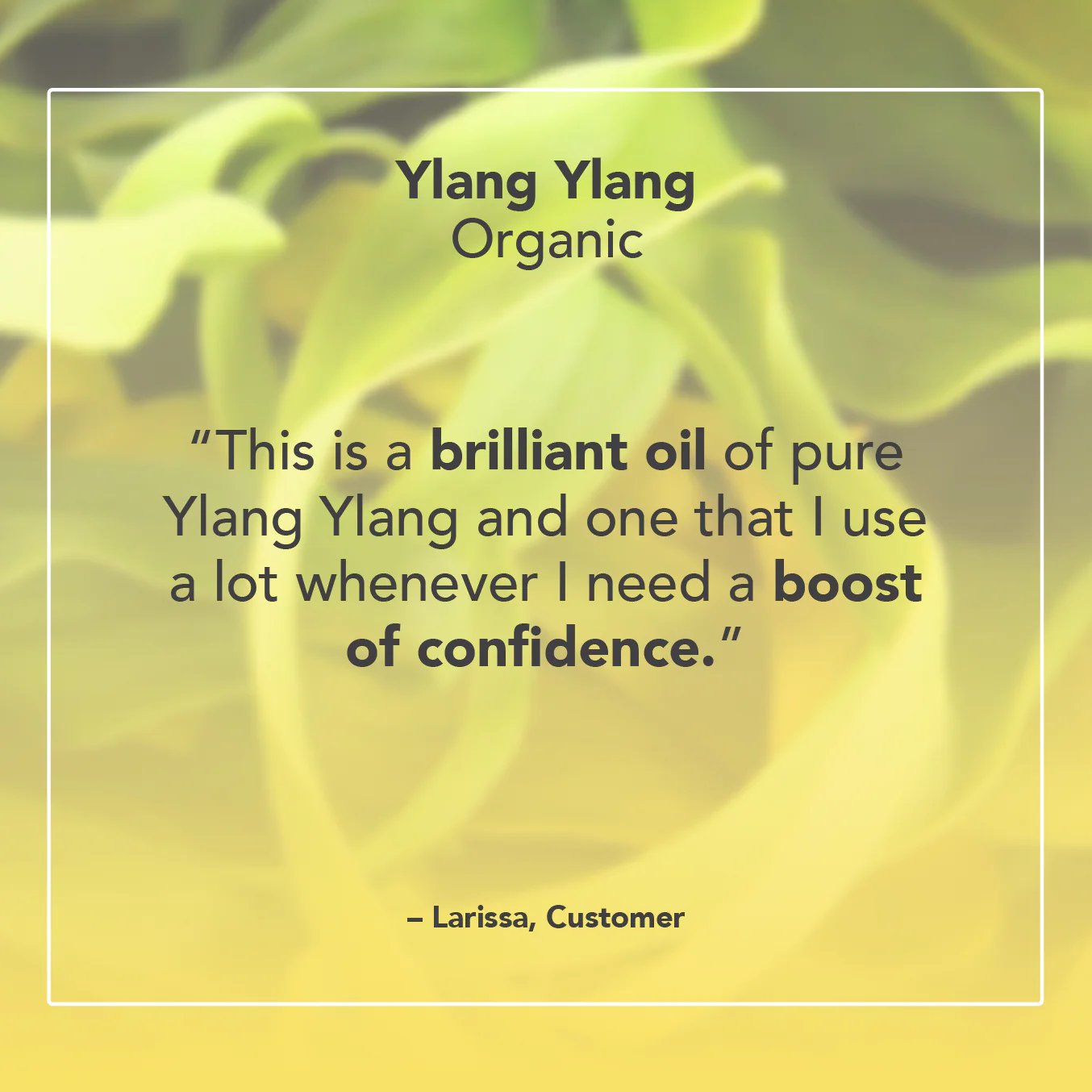 Ylang Ylang Essential Oil - Image 5